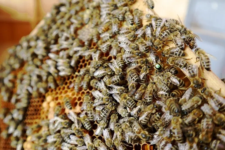 Wabe im Bienenstock, dicht an dicht mit Arbeiterinnen besetzt
