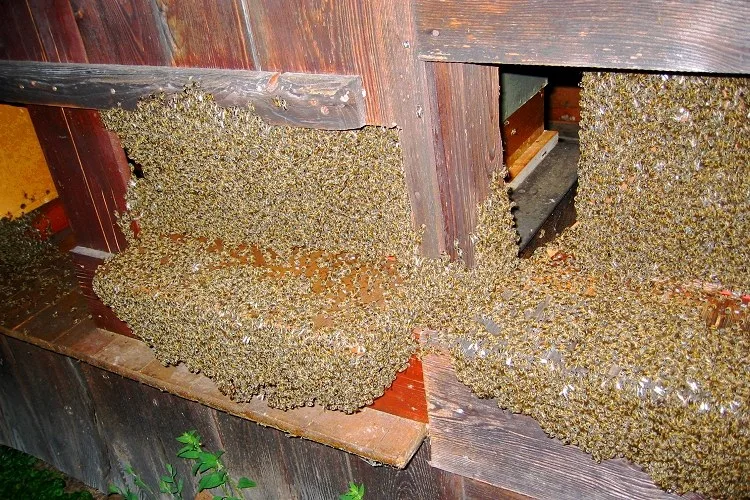Flugloch eines hölzernen Bienenhauses, dicht besetzt mit heimkehrenden Bienen