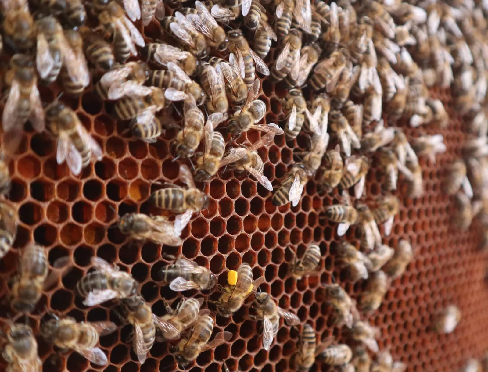 Wabe aus nächster Nähe, dicht besetzt mit Bienen, eine trägt ein gelbes Pollenhöschen